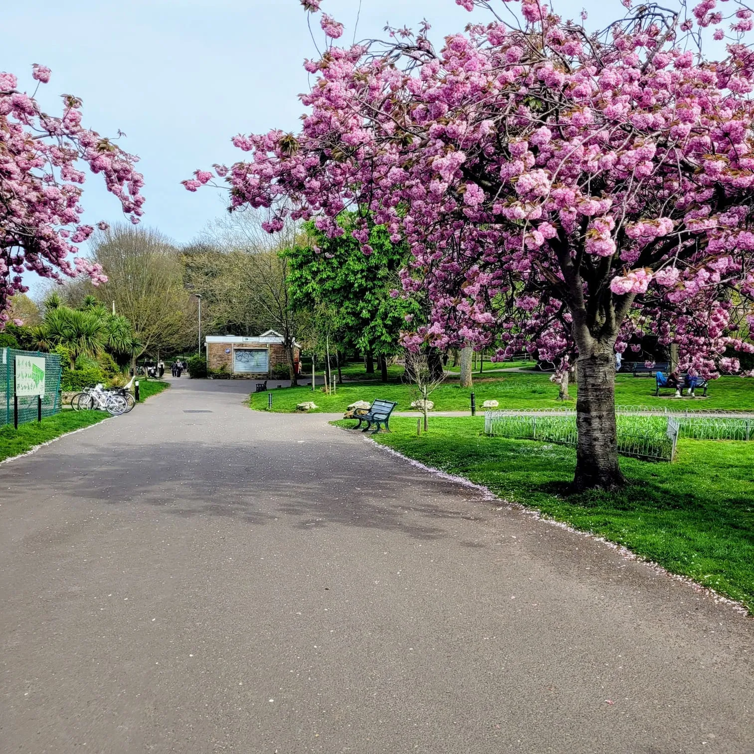Cherry tree walkway at St Ann's Well Gardens