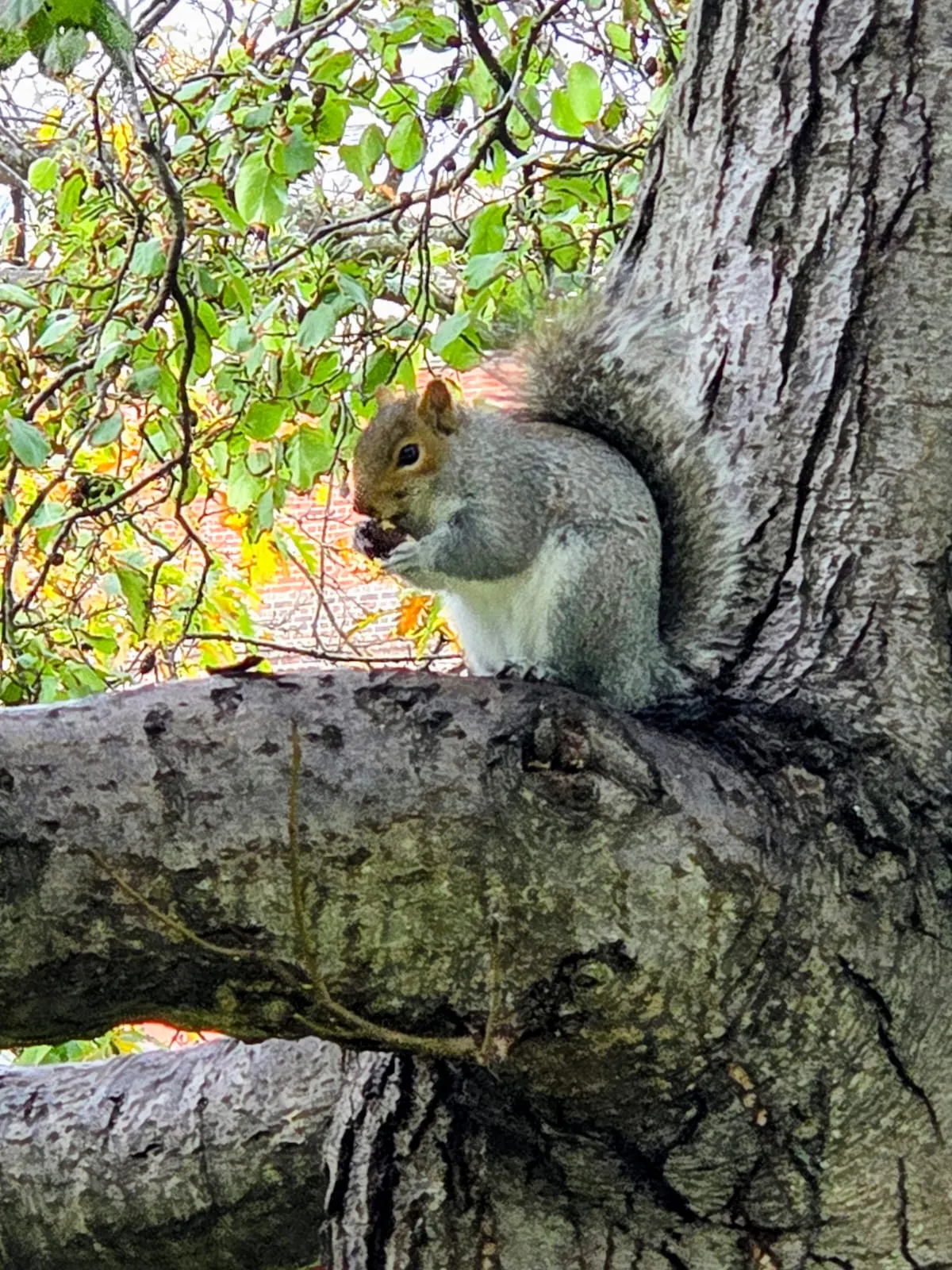 A squirrel in St Ann's Well Gardens